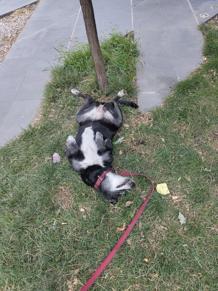 Счастливая собака Dog Walk
