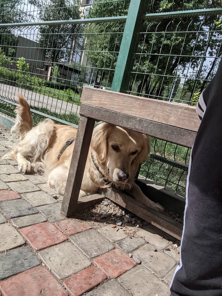 Выгул в Арабкире