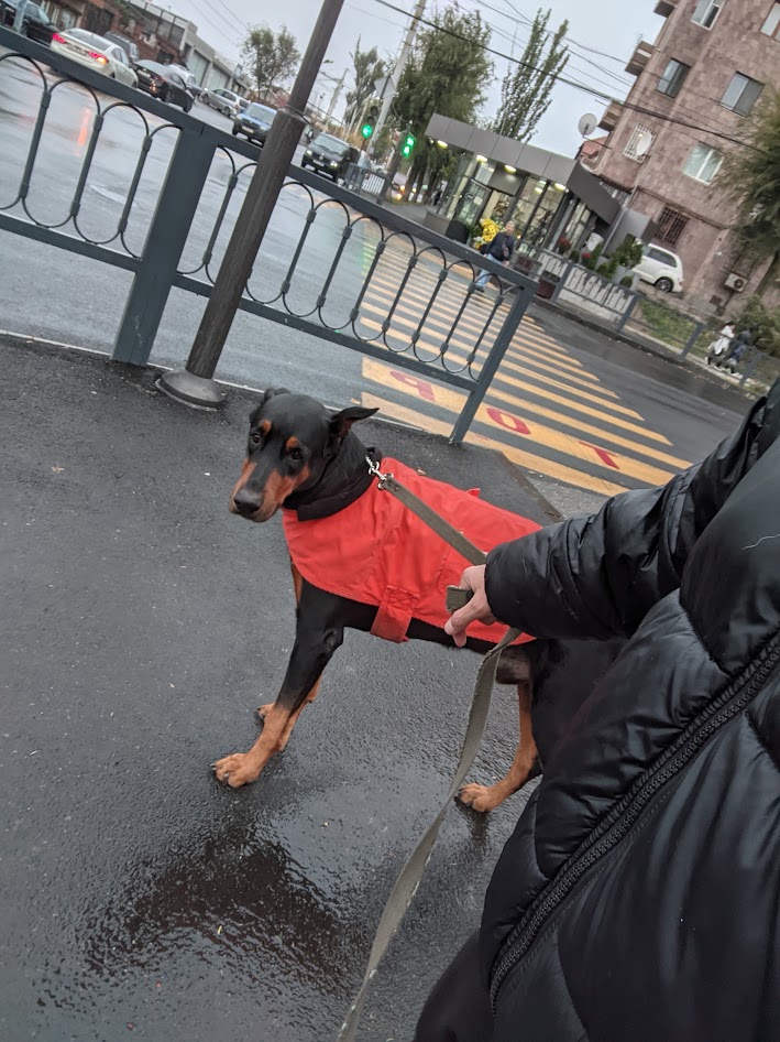 Dog Walk Armenia